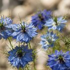 Schwarzkümmelblüte