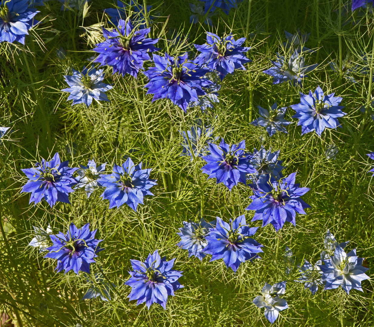 Schwarzkümmel_Nigella