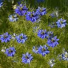 Schwarzkümmel_Nigella