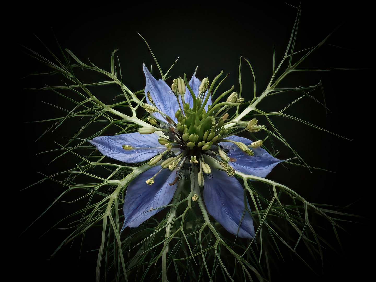 Schwarzkümmelpflanze... Nigella