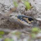 Schwarzleguan (Ctenosaurus similis)