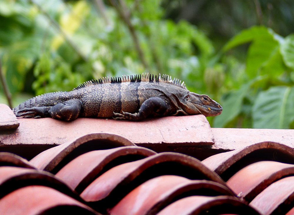 Schwarzleguan