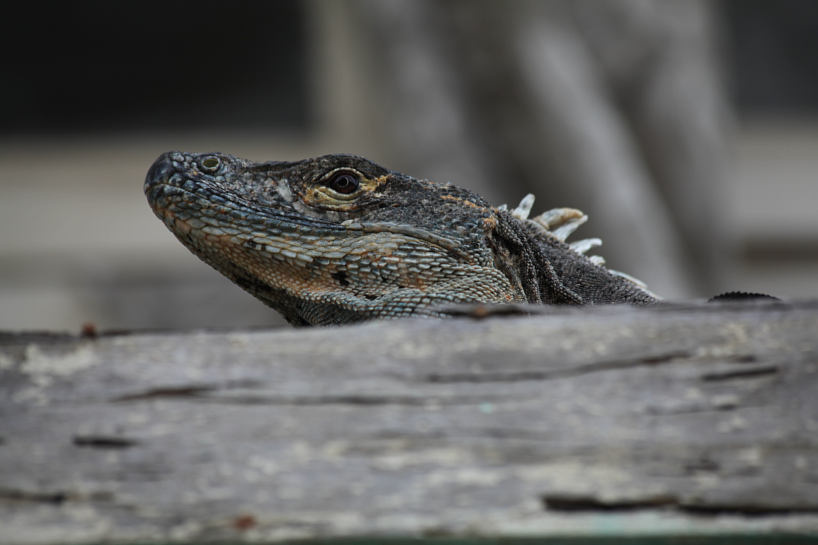 Schwarzleguan in Quepos