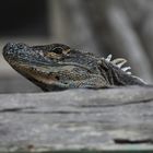 Schwarzleguan in Quepos