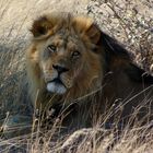 schwarzmähniger Kalahari-Löwe