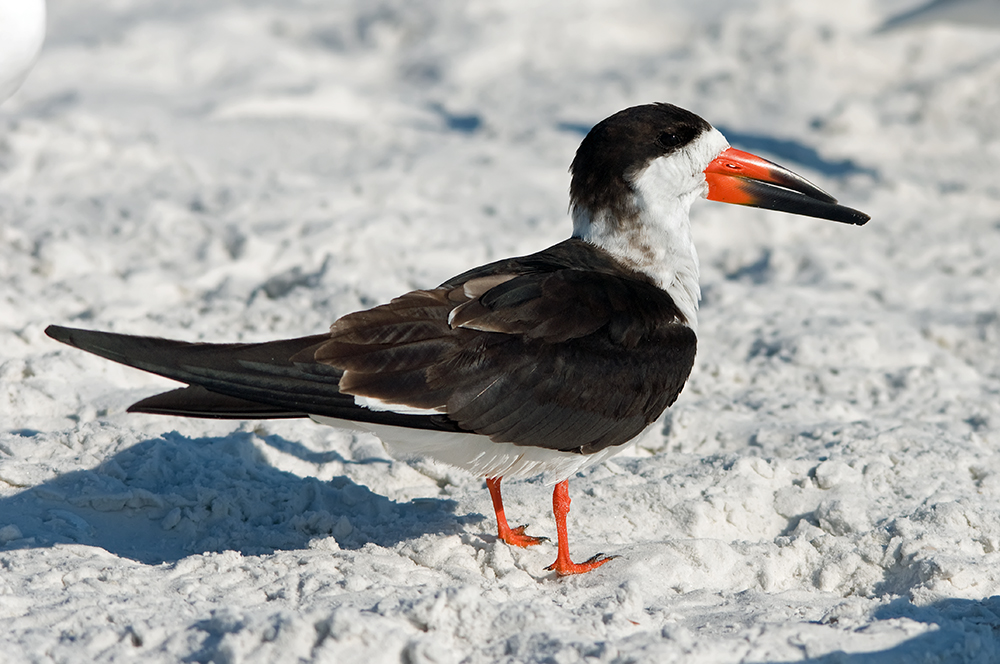 Schwarzmantel Scherenschnabel - Black Skimmer (Rynchops niger)