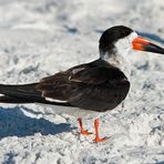 Schwarzmantel Scherenschnabel - Black Skimmer (Rynchops niger)