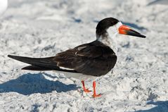 Schwarzmantel Scherenschnabel - Black Skimmer (Rynchops niger)