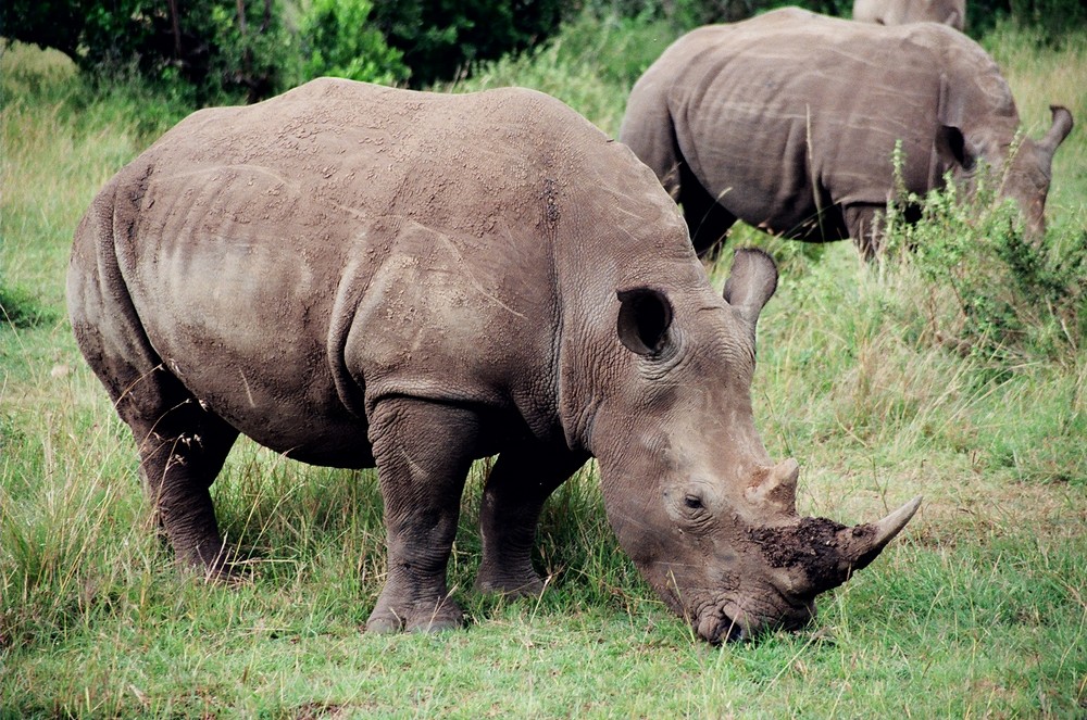 Schwarzmaulnashorn