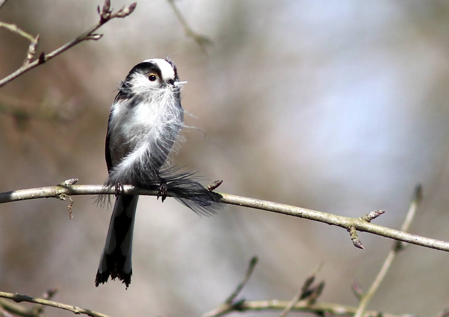 Schwarzmeise bereitet den Nestbau vor