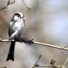 Schwarzmeise bereitet den Nestbau vor