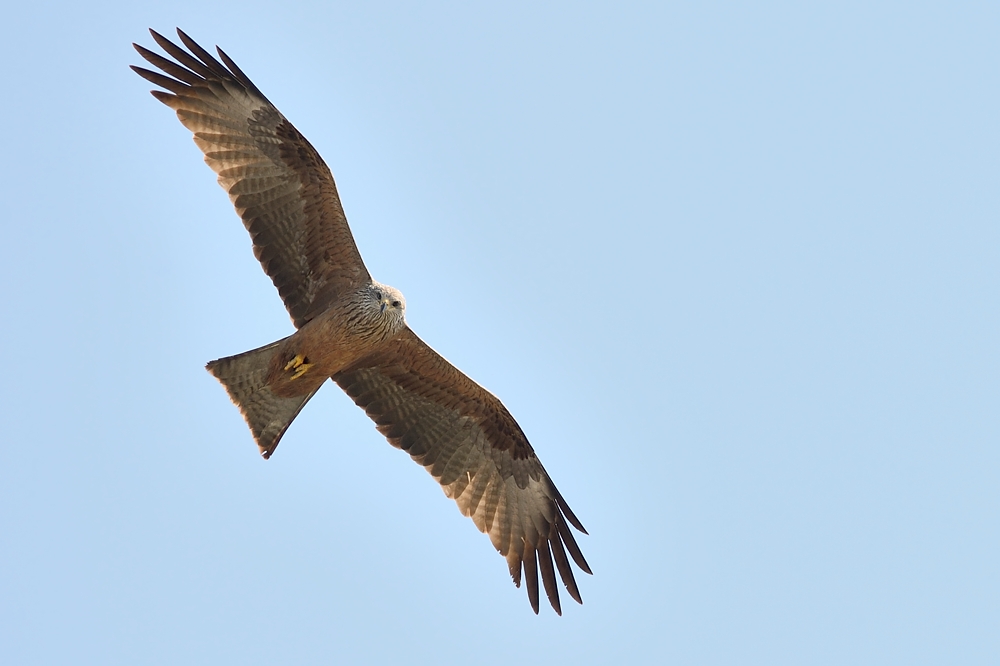 Schwarzmilan Foto & Bild | tiere, wildlife, wild lebende ...