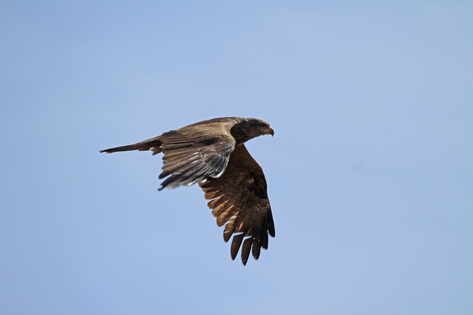 Schwarzmilan auf Jagdflug