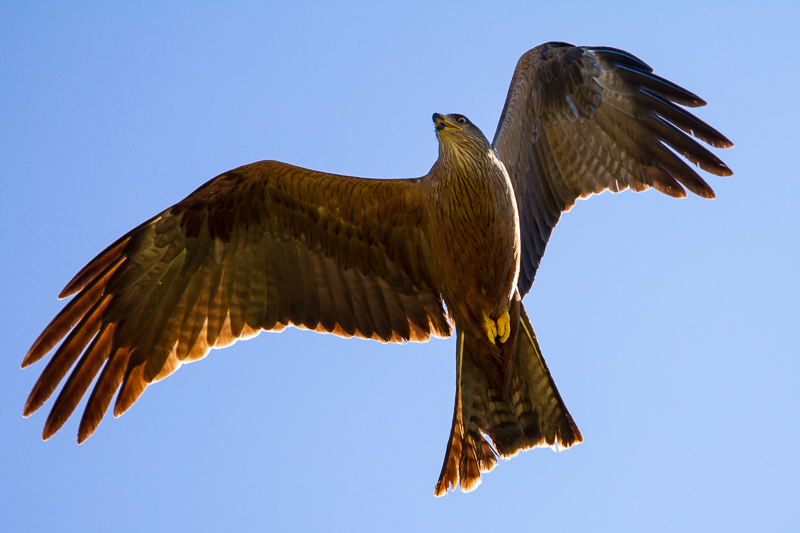 Schwarzmilan bei Vorbeiflug 