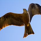 Schwarzmilan bei Vorbeiflug 