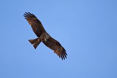 Schwarzmilan beim fischen an der Saar