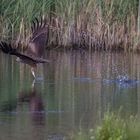 Schwarzmilan beim Fischen