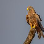 Schwarzmilan - Black Kite