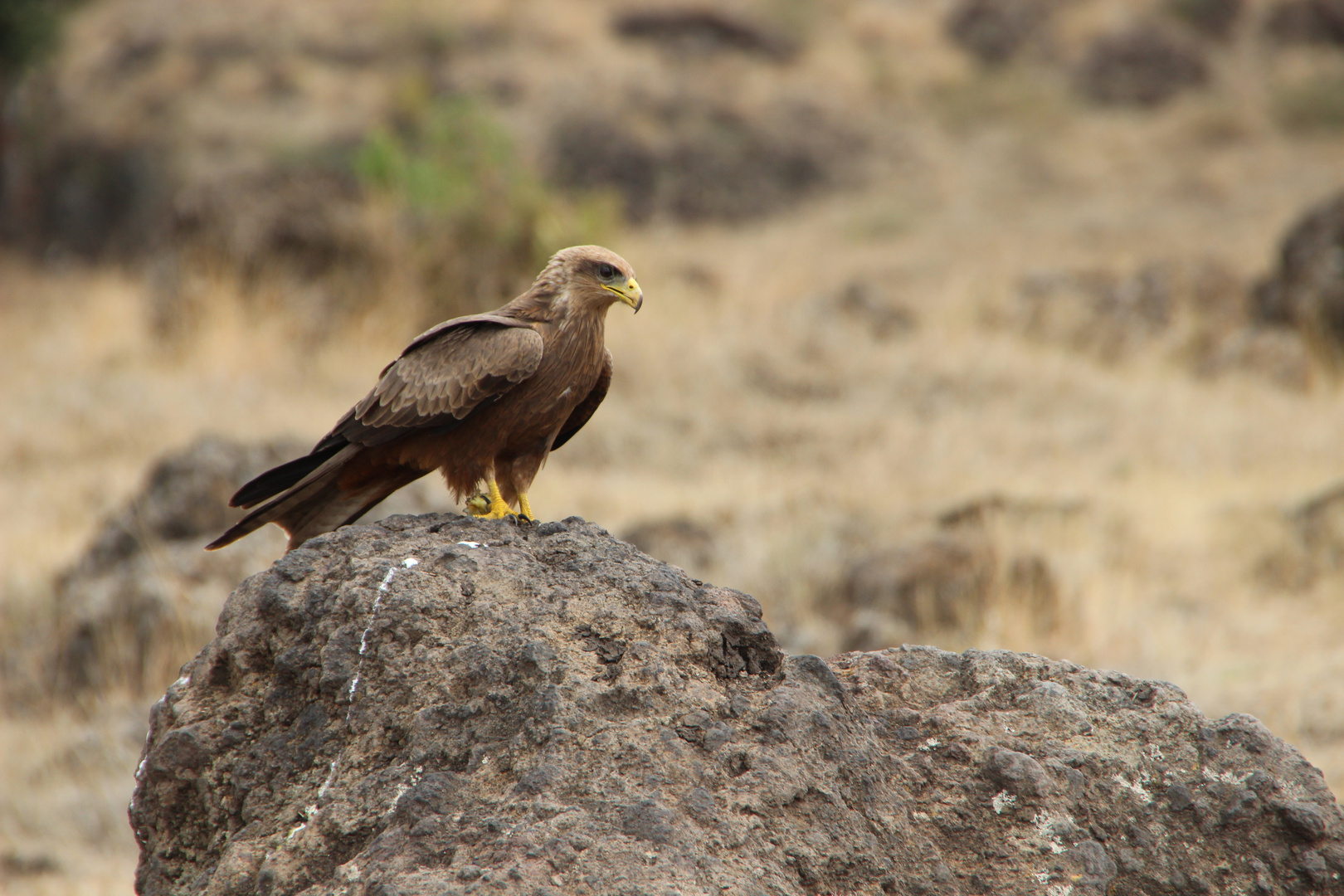 Schwarzmilan  -  Black Kite