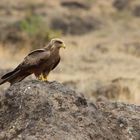 Schwarzmilan  -  Black Kite