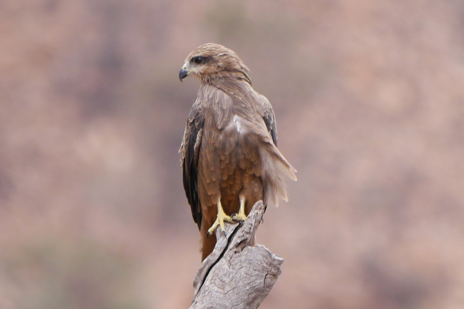 Schwarzmilan  -  Black Kite