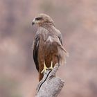 Schwarzmilan  -  Black Kite