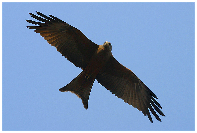 Schwarzmilan - Black Kite - Milvus migrans