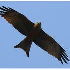 Schwarzmilan - Black Kite - Milvus migrans