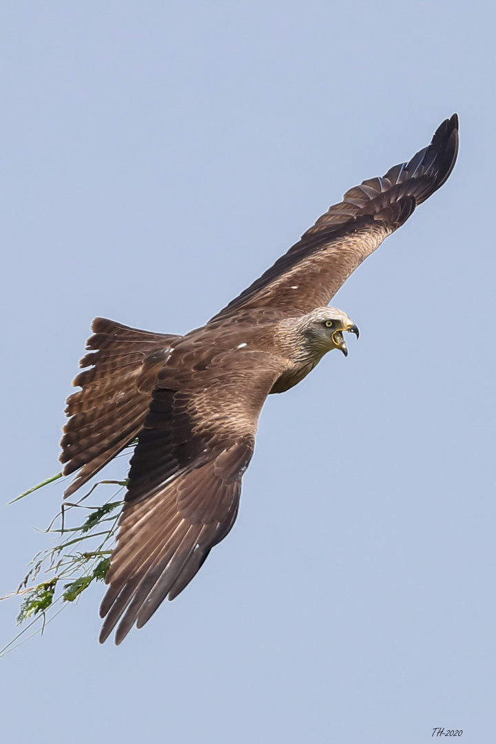 Schwarzmilan Foto & Bild | tiere, wildlife, wild lebende ...