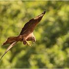 Schwarzmilan frisst Grashüpfer im Flug