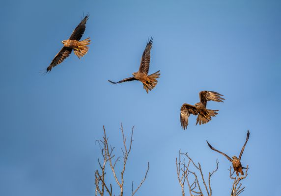 Schwarzmilan hebt ab