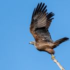 Schwarzmilan hebt ab zum Flug