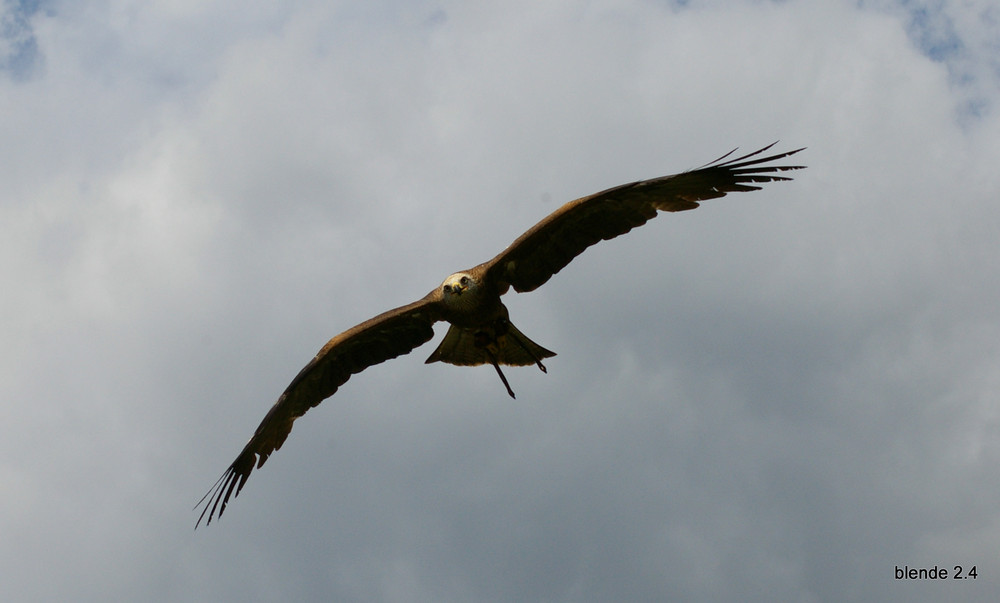 Schwarzmilan im Anflug