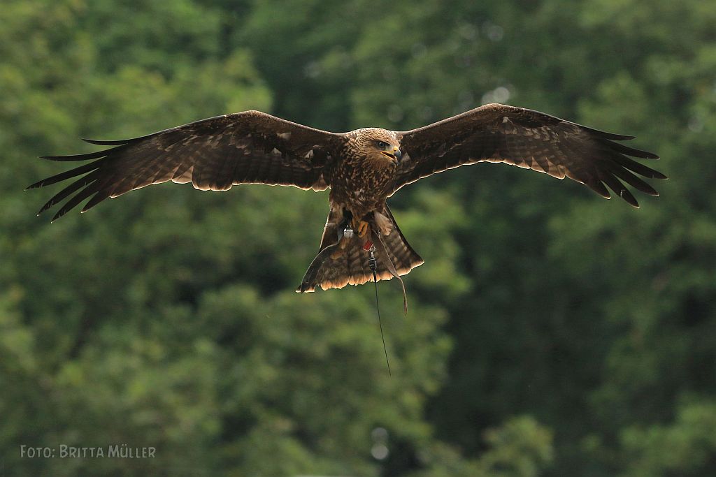 Schwarzmilan im Flug