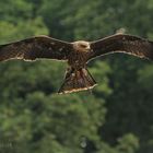 Schwarzmilan im Flug