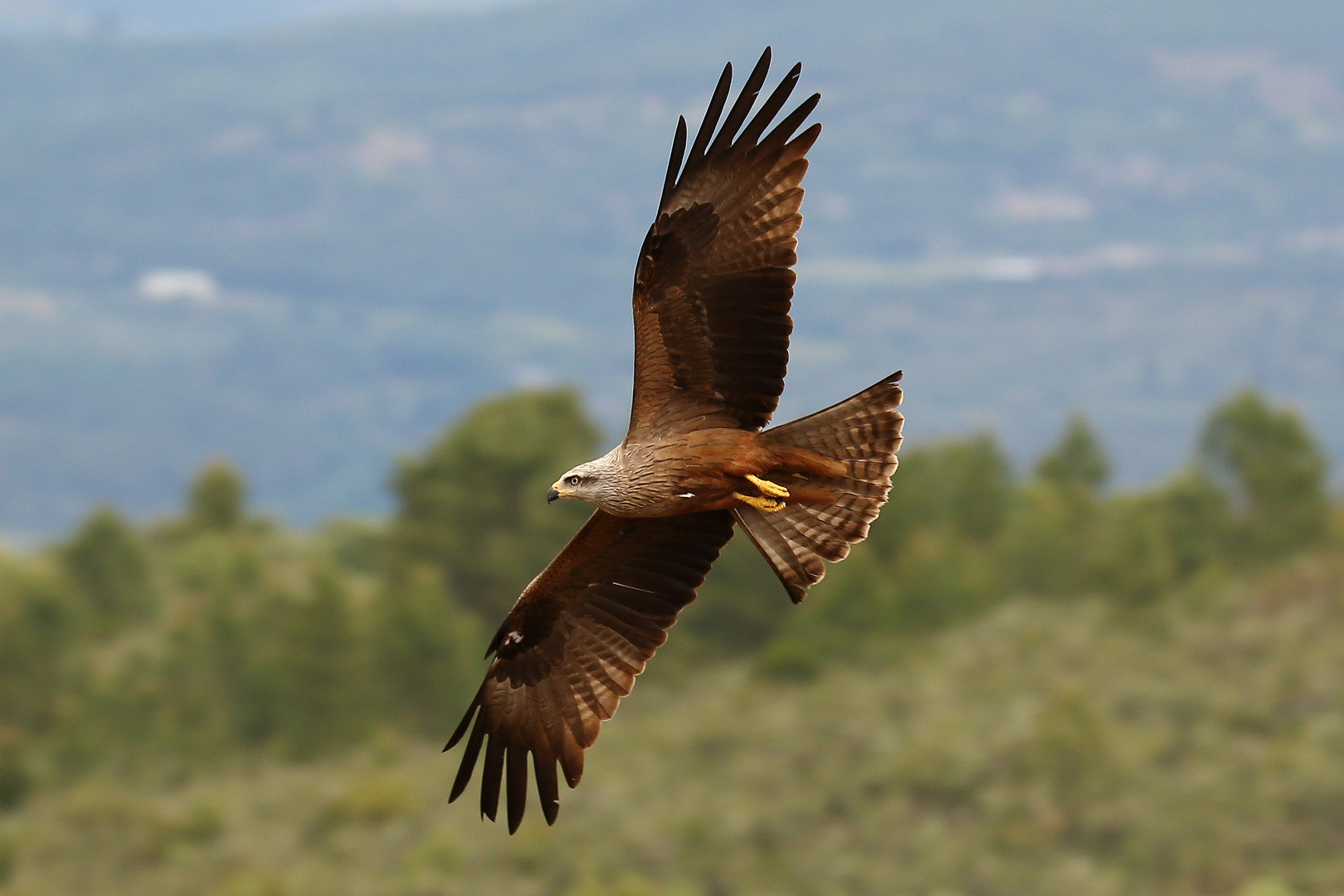 Schwarzmilan im Flug