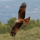 Schwarzmilan im Flug