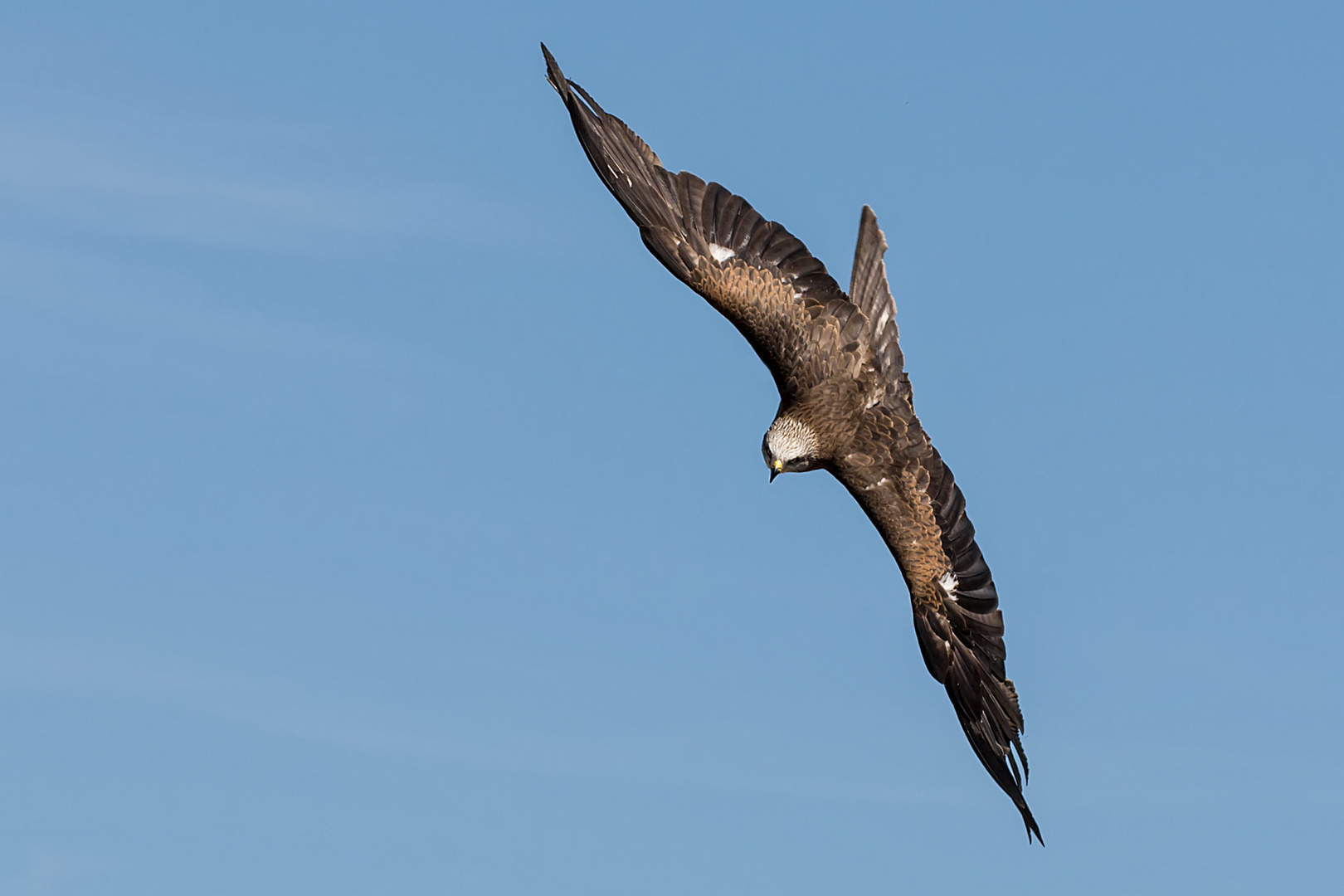 Schwarzmilan im Flug