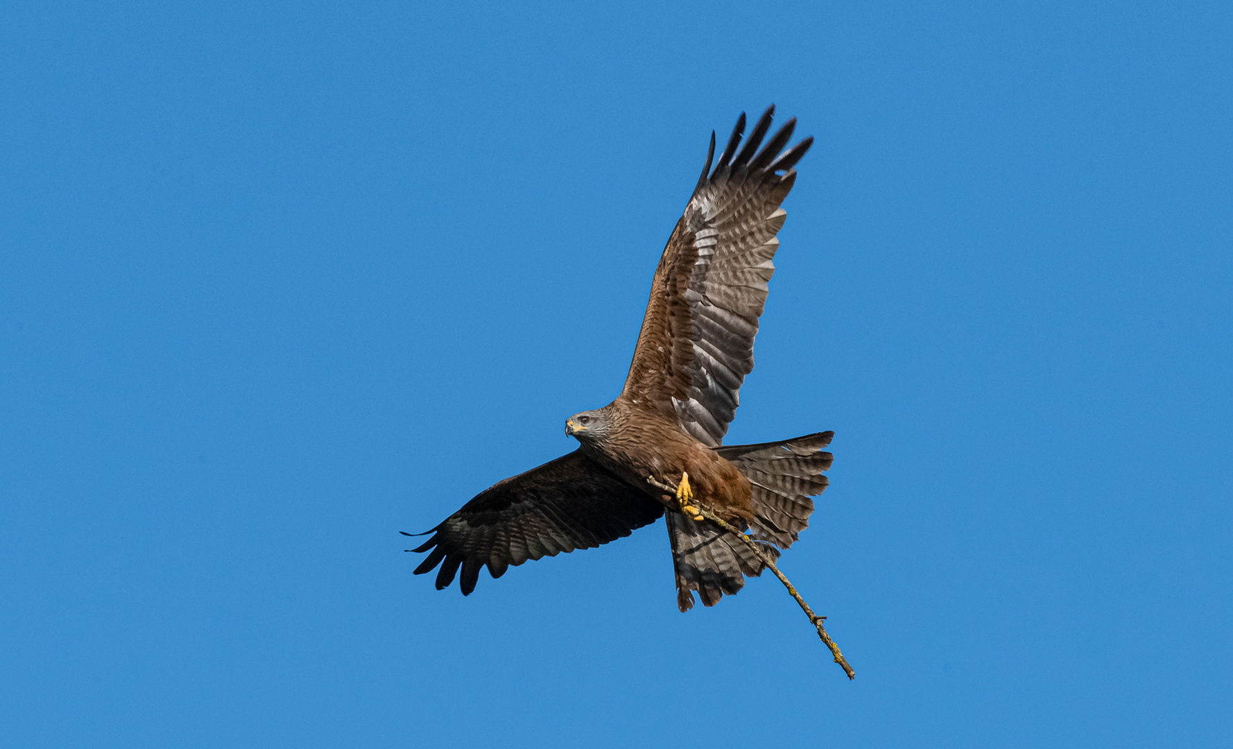 Schwarzmilan im Flug ...