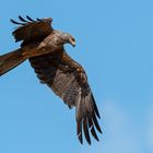 Schwarzmilan im Flug ...