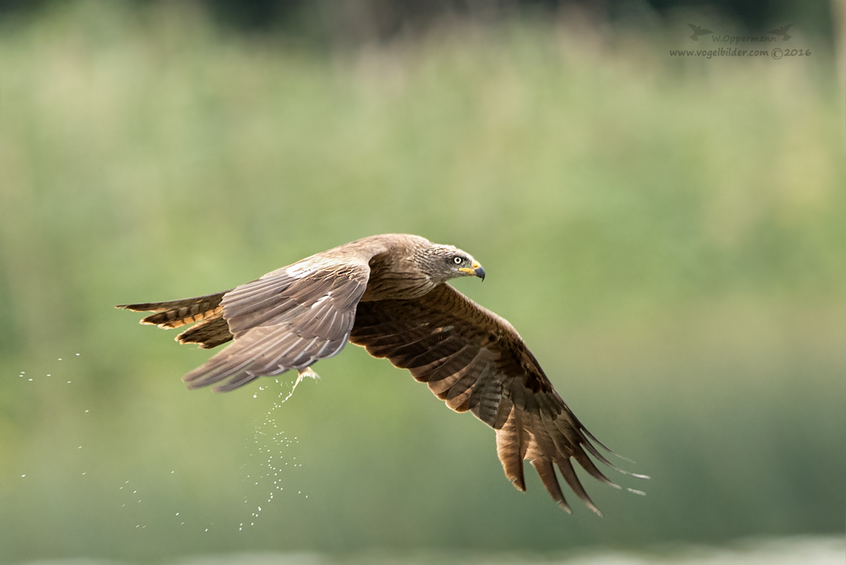 Schwarzmilan im Flug