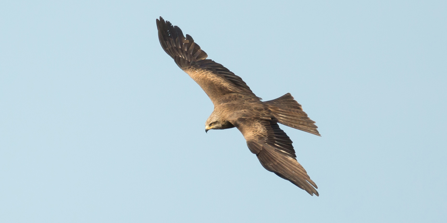 Schwarzmilan im Gleitflug