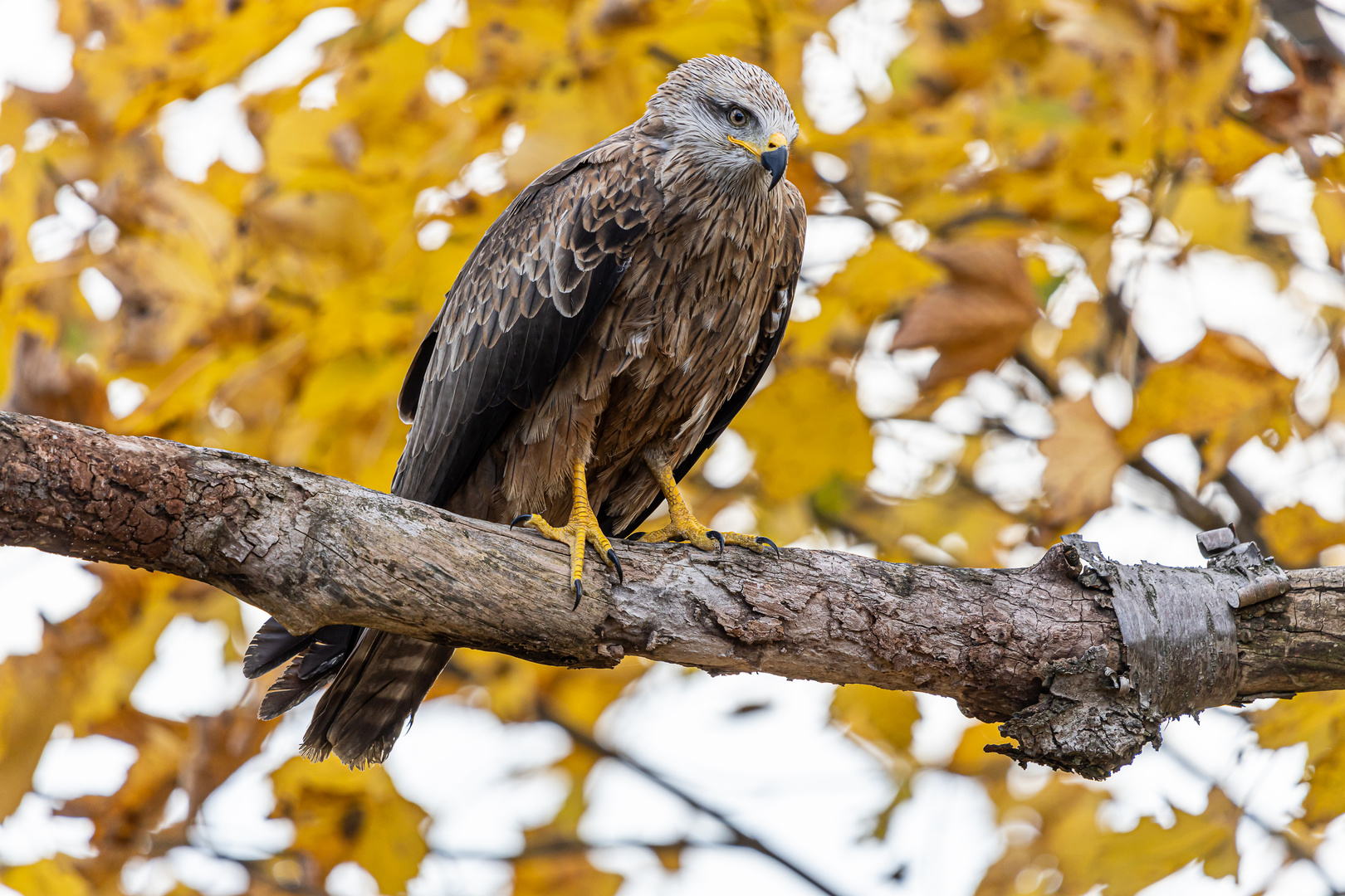 Schwarzmilan im Herbstwald