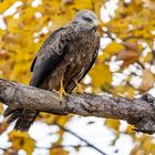 Schwarzmilan im Herbstwald