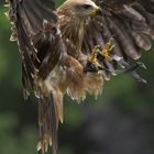 Schwarzmilan im Landeanflug