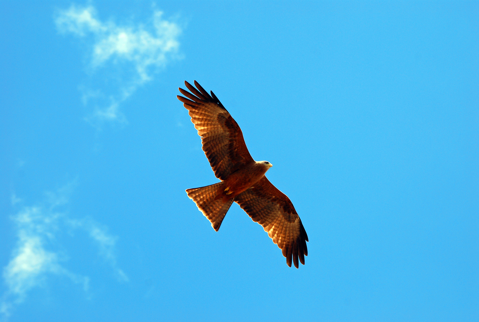 Schwarzmilan im Ngorongoro Crater