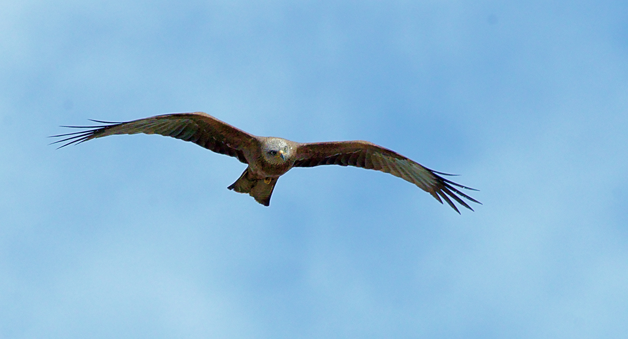 Schwarzmilan (Milvus migrans) 2