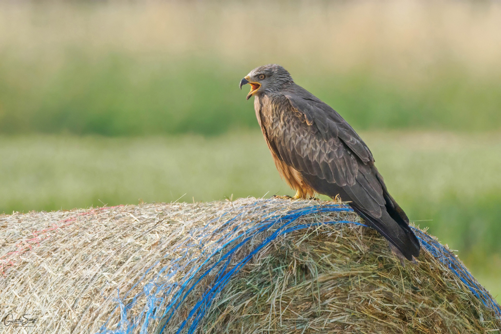 Schwarzmilan (Milvus migrans)