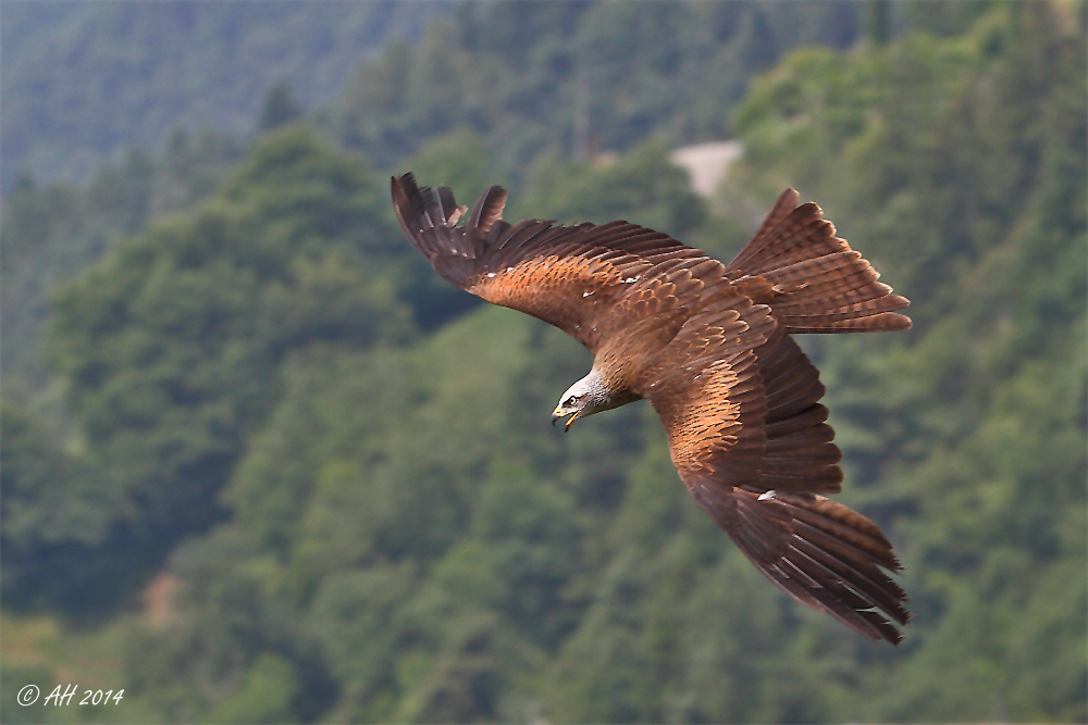 Schwarzmilan (Milvus migrans)