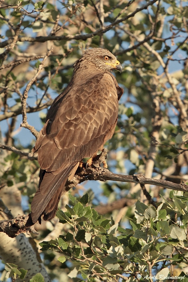 Schwarzmilan (Milvus migrans)